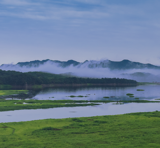 湿地景色